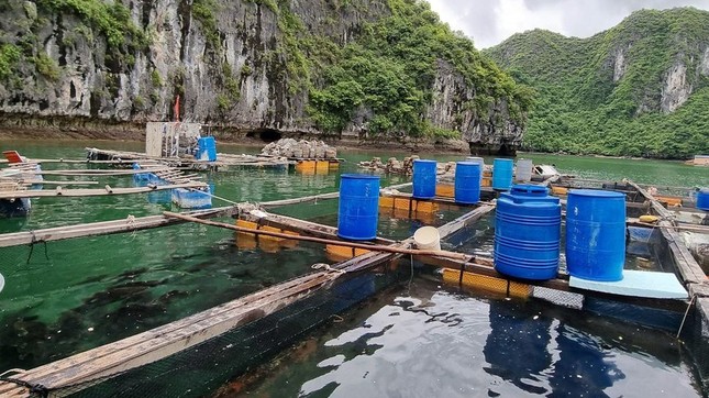 Hải Phòng gia hạn chót tháo dỡ cơ sở nuôi trồng thủy sản ở Cát Bà ảnh 1