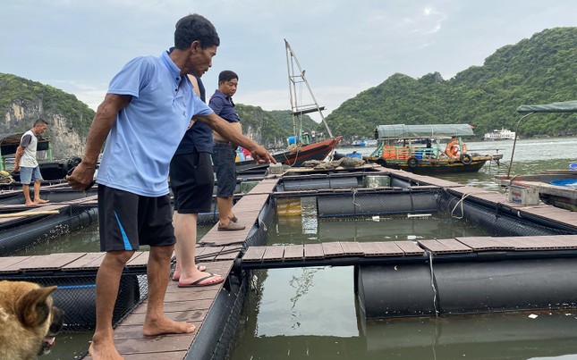 Hải Phòng: Lồng bè nuôi cá vừa đóng mới đã hỏng ảnh 3