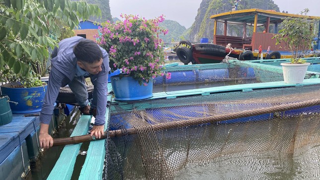 Hải Phòng: Lồng bè nuôi cá vừa đóng mới đã hỏng ảnh 11