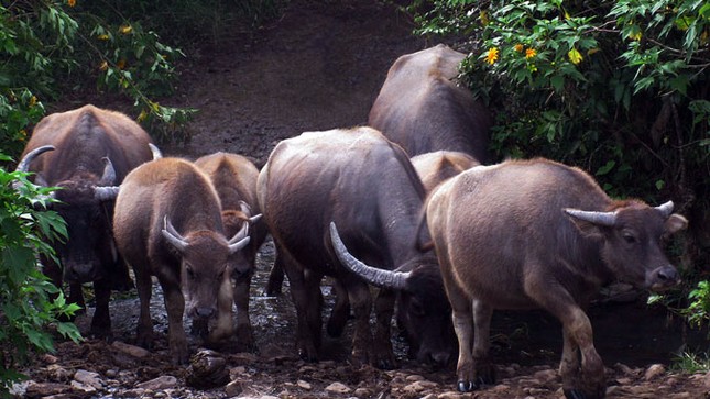 Trâu khủng 'Lang Biang' ảnh 2