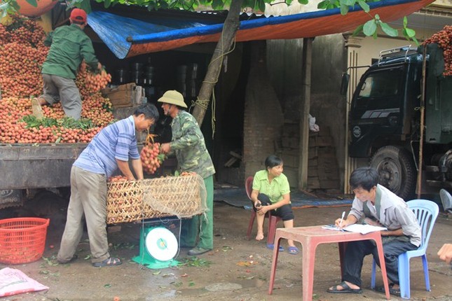 Thương lái Trung Quốc đổ xô mua vải thiều Bắc Giang ảnh 10