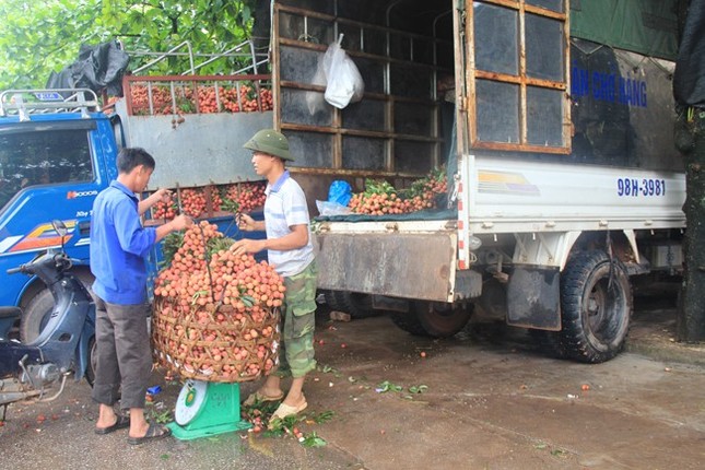 Thương lái Trung Quốc đổ xô mua vải thiều Bắc Giang ảnh 11