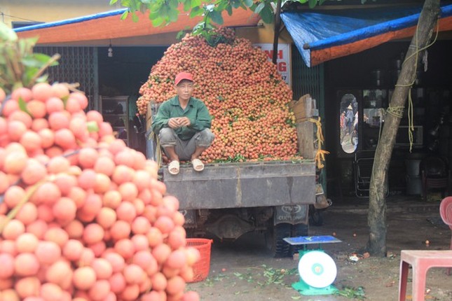 Thương lái Trung Quốc đổ xô mua vải thiều Bắc Giang ảnh 13