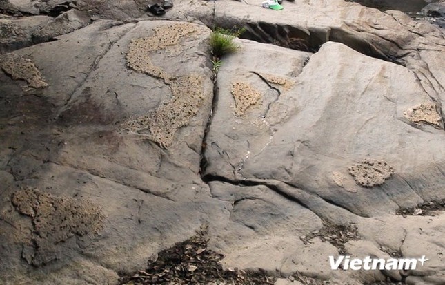 Phát hiện phiến đá trong rừng có hình bản đồ Việt Nam ảnh 1