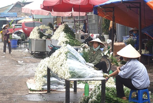 Cúc họa mi làm nóng thị trường hoa Hà Nội ảnh 3