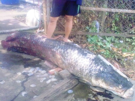 Ngư dân Việt và những chiến tích săn 'thủy quái' để đời ảnh 20