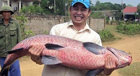 Ngư dân Việt và những chiến tích săn 'thủy quái' để đời ảnh 9