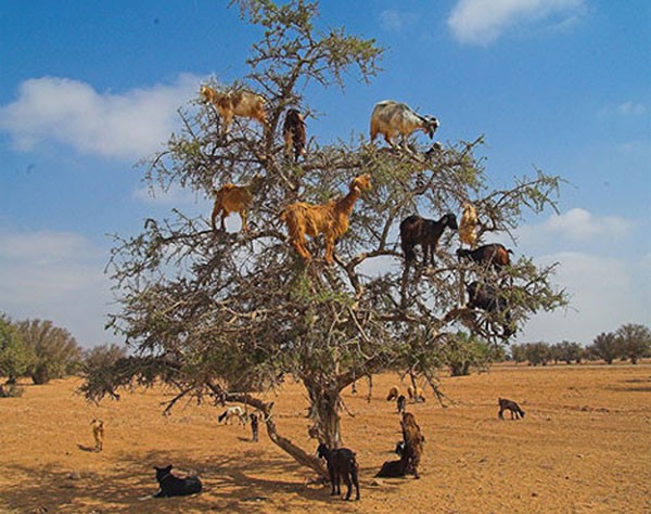 Strangely, goats live in trees, climb like monkeys Photo 10