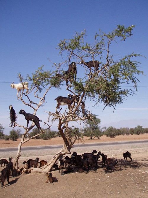 Strangely, goats live in trees, climbing like monkeys photo 12