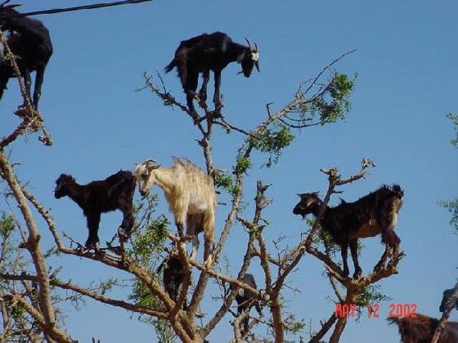 Strangely, goats live in trees, climbing like monkeys Photo 13