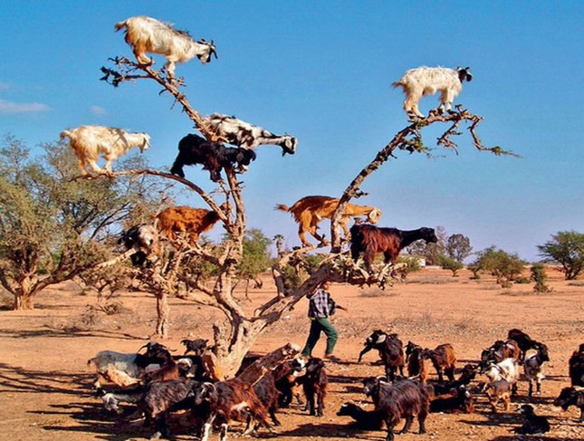 Strangely, goats live in trees and climb like monkeys Photo 14