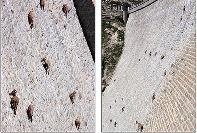 Strange goats live in trees, climb like monkeys Photo 15