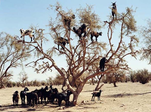 Strangely, goats live in trees, climbing like monkeys photo 4