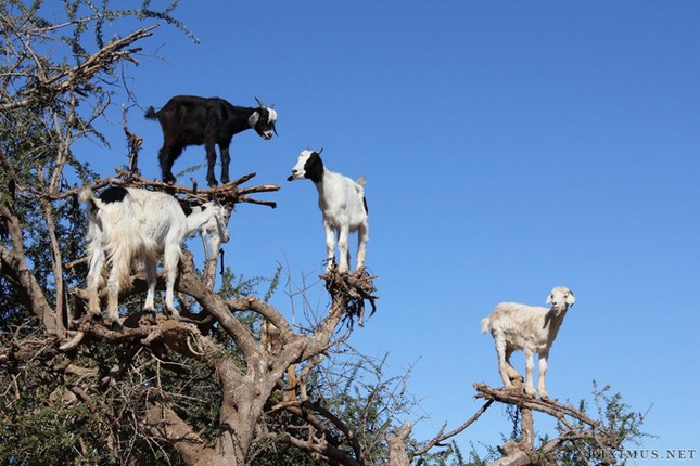 Strangely, goats live in trees, climbing like monkeys photo 6