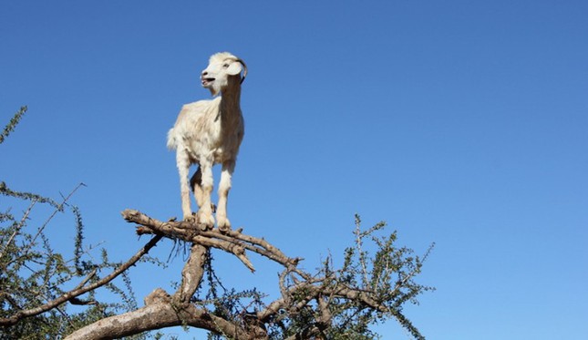 Strangely, goats live in trees and climb like monkeys Photo 7