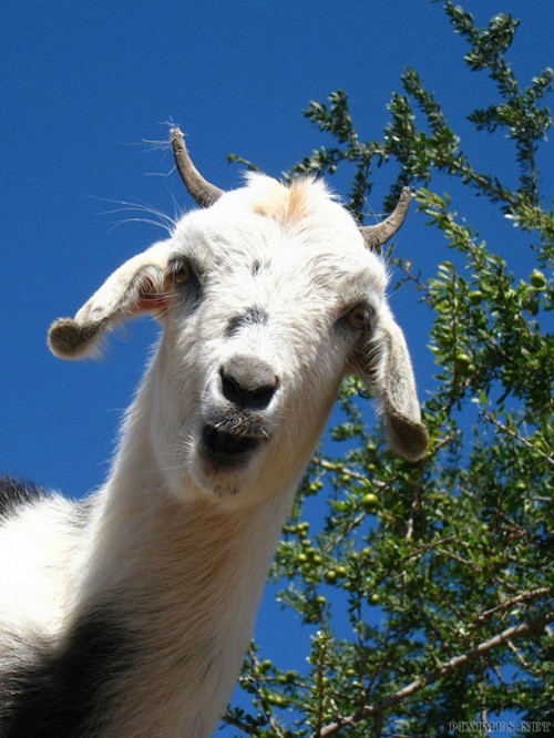 Strangely, goats live in trees, climbing like monkeys photo 8