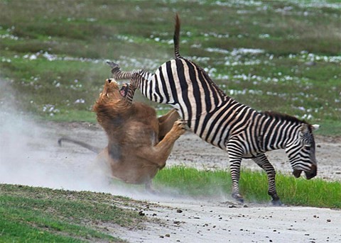 The bloody fight between the lion and the zebra photo 9