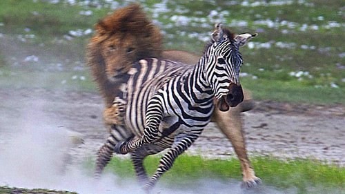 A bloody fight between a lion and a zebra photo 10