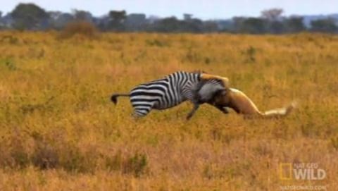 A bloody fight between a lion and a zebra photo 1