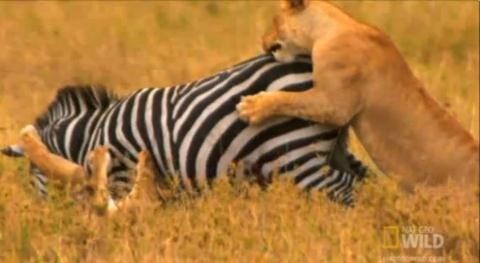 The bloody fight between the lion and the zebra photo 2