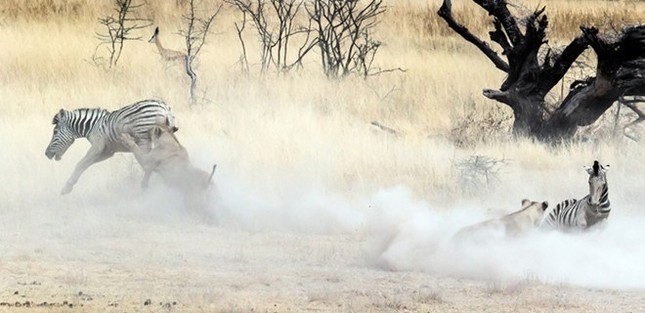 A bloody fight between a lion and a zebra photo 3