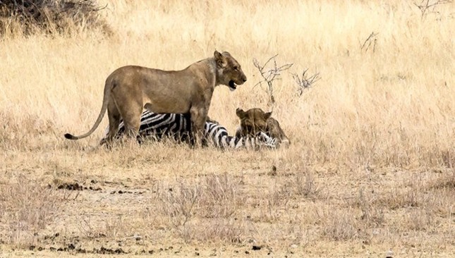 A bloody fight between a lion and a zebra photo 4