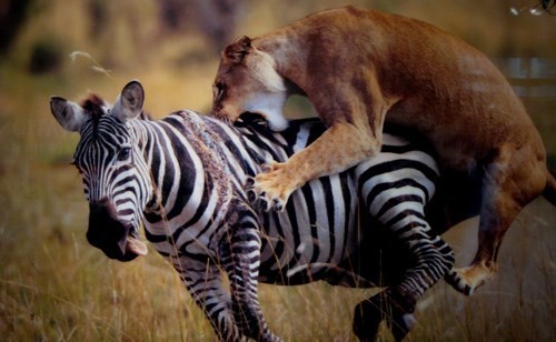 A bloody fight between a lion and a zebra photo 5