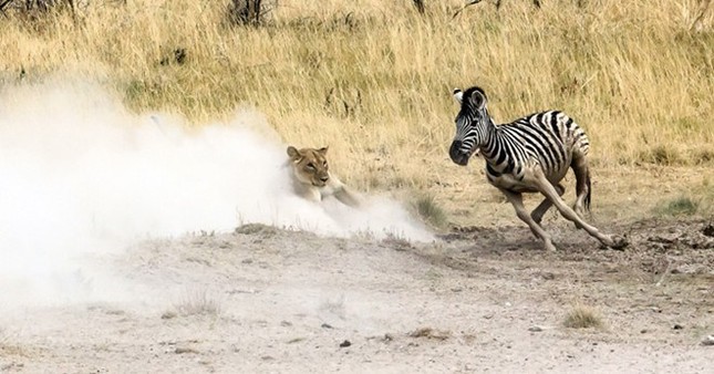 A bloody fight between a lion and a zebra photo 6