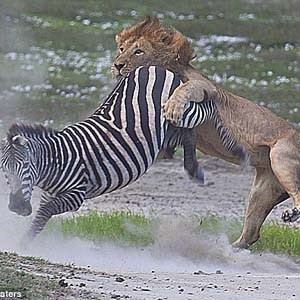 A bloody fight between a lion and a zebra photo 8