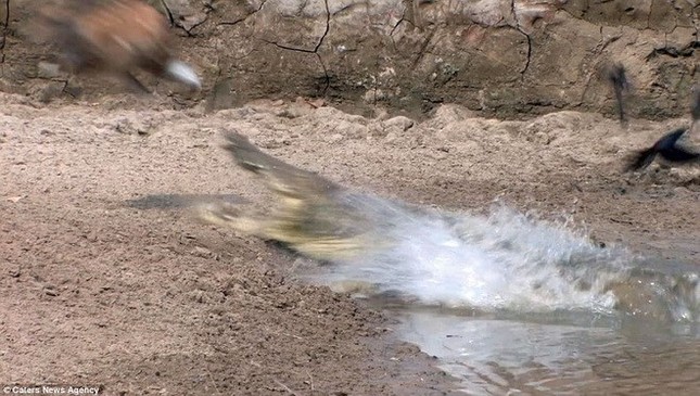 The Predators Lair Experience The Thrill Of Witnessing A Ferocious Crocodiles Relentless Hunt