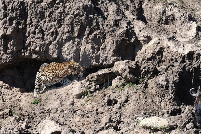 Dramatic moment leopard hunts wildebeest photo 1