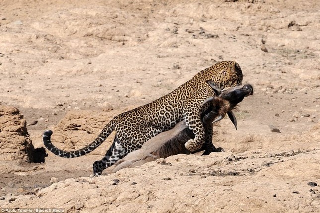 Dramatic moment leopard hunts wildebeest photo 10
