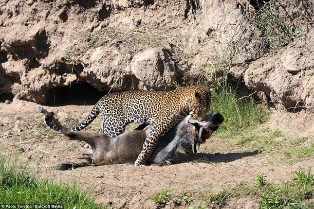 Dramatic moment leopard hunts wildebeest photo 11