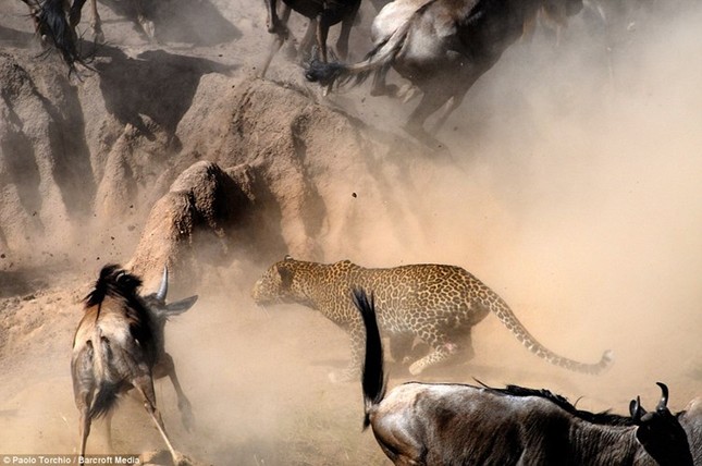 Dramatic moment leopard hunts wildebeest photo 2