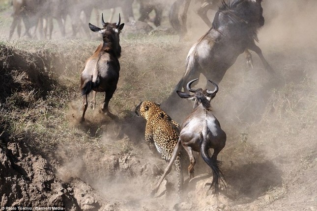 Dramatic moment leopard hunts wildebeest photo 3