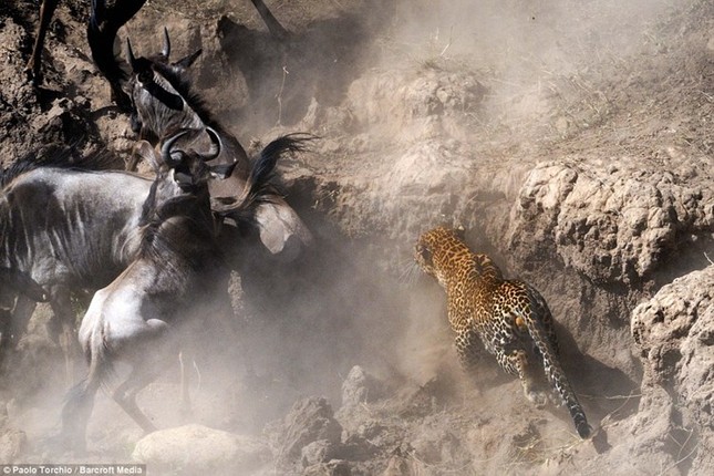 Dramatic moment leopard hunts wildebeest photo 4