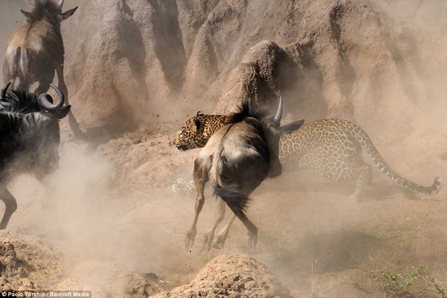 Dramatic moment leopard hunts wildebeest photo 5