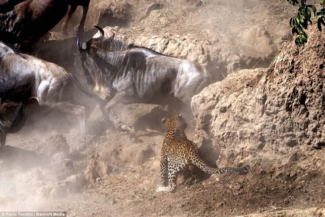 Dramatic moment leopard hunts wildebeest photo 6