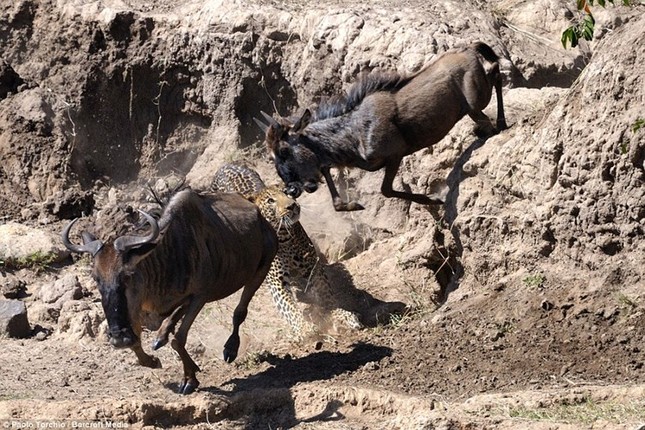 Dramatic moment leopard hunts wildebeest photo 7