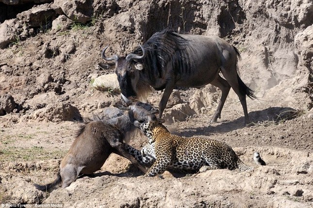 Dramatic moment leopard hunts wildebeest photo 8