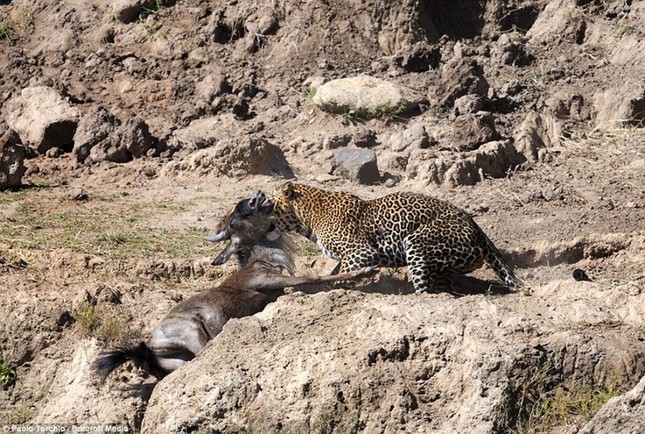 Dramatic moment leopard hunts wildebeest photo 9