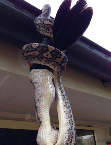 It's cold when the python swallows the emperor parrot photo 3