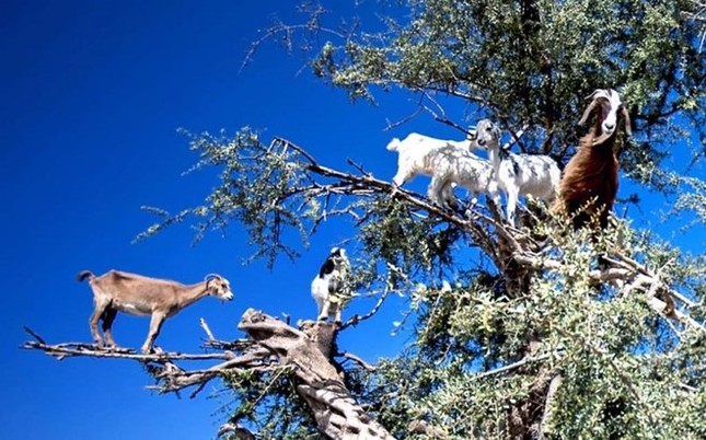 Scène étrange de chèvres se poussant au sommet d'un arbre photo 1