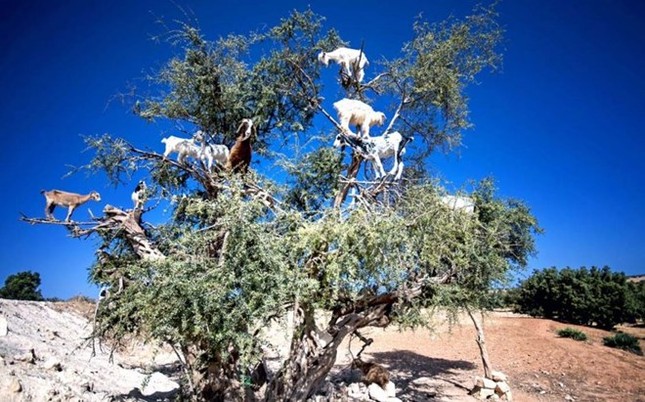 Extraña escena de cabras empujándose en lo alto de un árbol foto 2