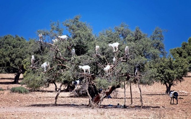 Extraña escena de cabras empujándose encima de un árbol foto 3