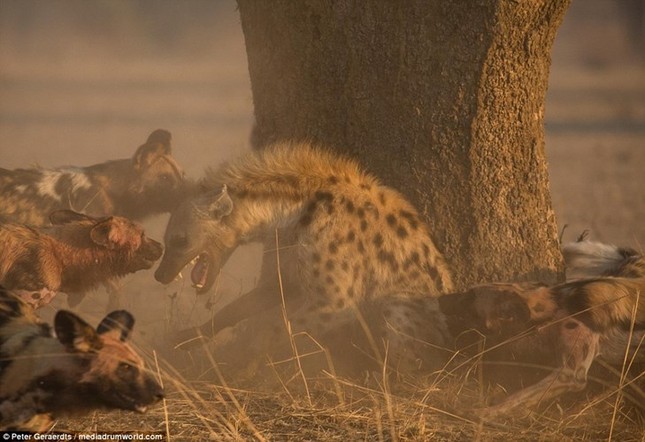 Scary scene of wild dogs biting hyenas photo 1