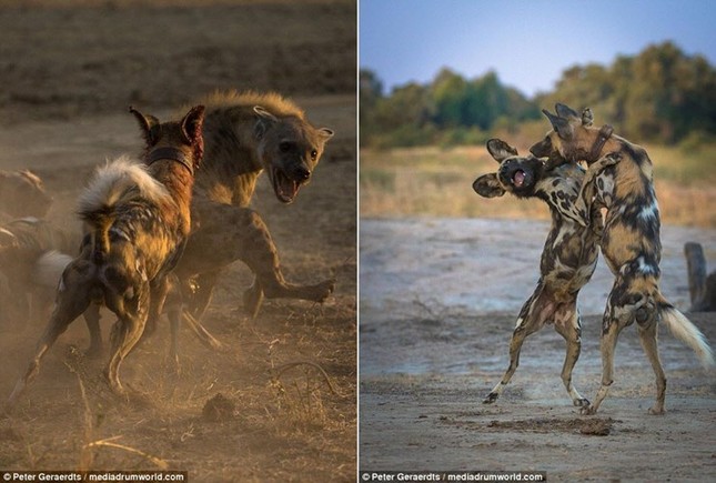 Scary scene of wild dogs biting hyenas photo 2