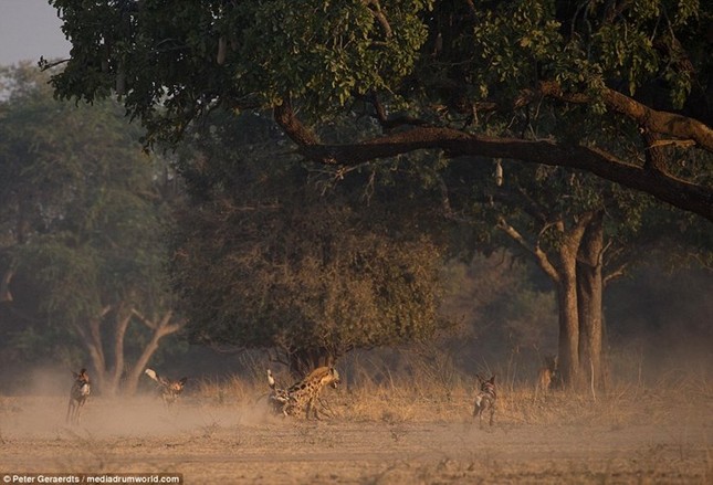 Scary scene of wild dogs biting hyenas photo 3