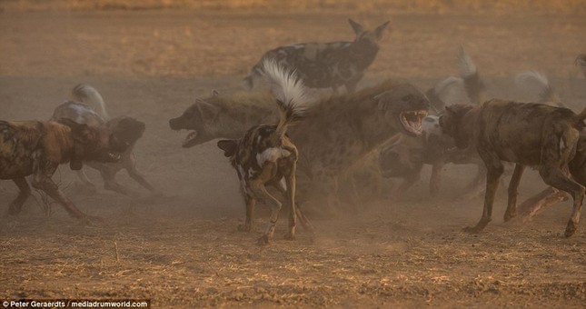 Scary scene of wild dogs biting hyenas photo 4