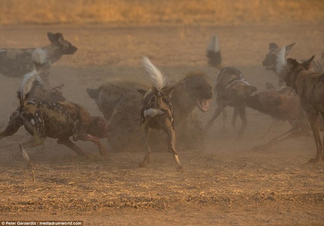 Scary scene of wild dogs biting hyenas photo 5